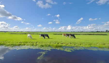Water quality: Holland’s next hot topic?
