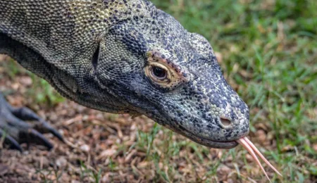 A tale of UNESCO, Komodo dragon and mass tourism