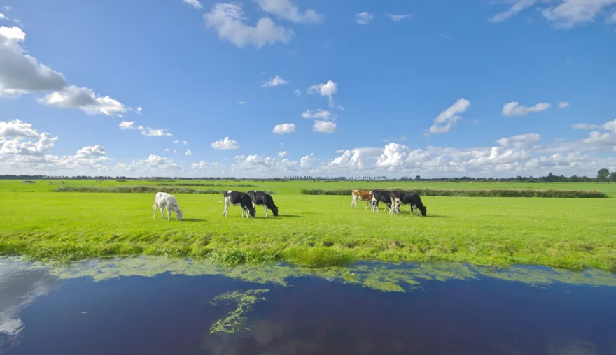 Water quality: Holland’s next hot topic?