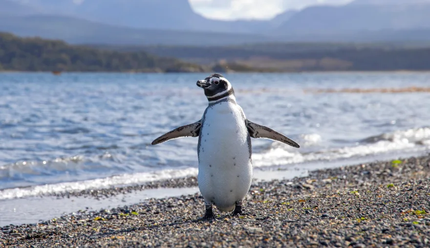 The Argentine Supreme Court: An environmental protection force to be reckoned with