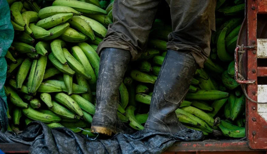 It's bananas! The historic ruling against Chiquita for financing paramilitaries in Colombia