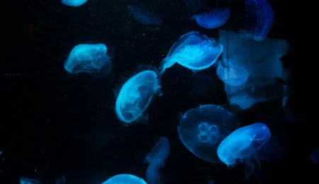 Deep sea deadline: The rush to mine the deep sea