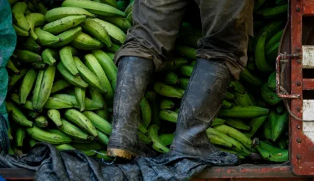 It's bananas! The historic ruling against Chiquita for financing paramilitaries in Colombia